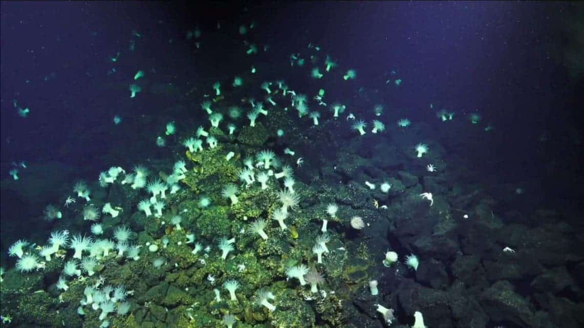 To the underside of the Earth: the Mariana Trench