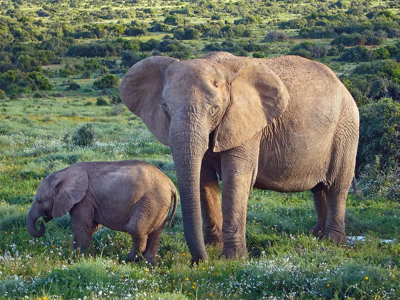 Elephants have advanced social help networks for orphans of their group