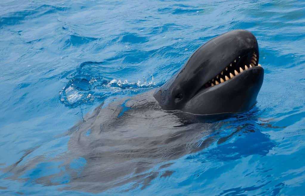 The False Killer Whale: it is not even a whale, however very actual, and really attention-grabbing