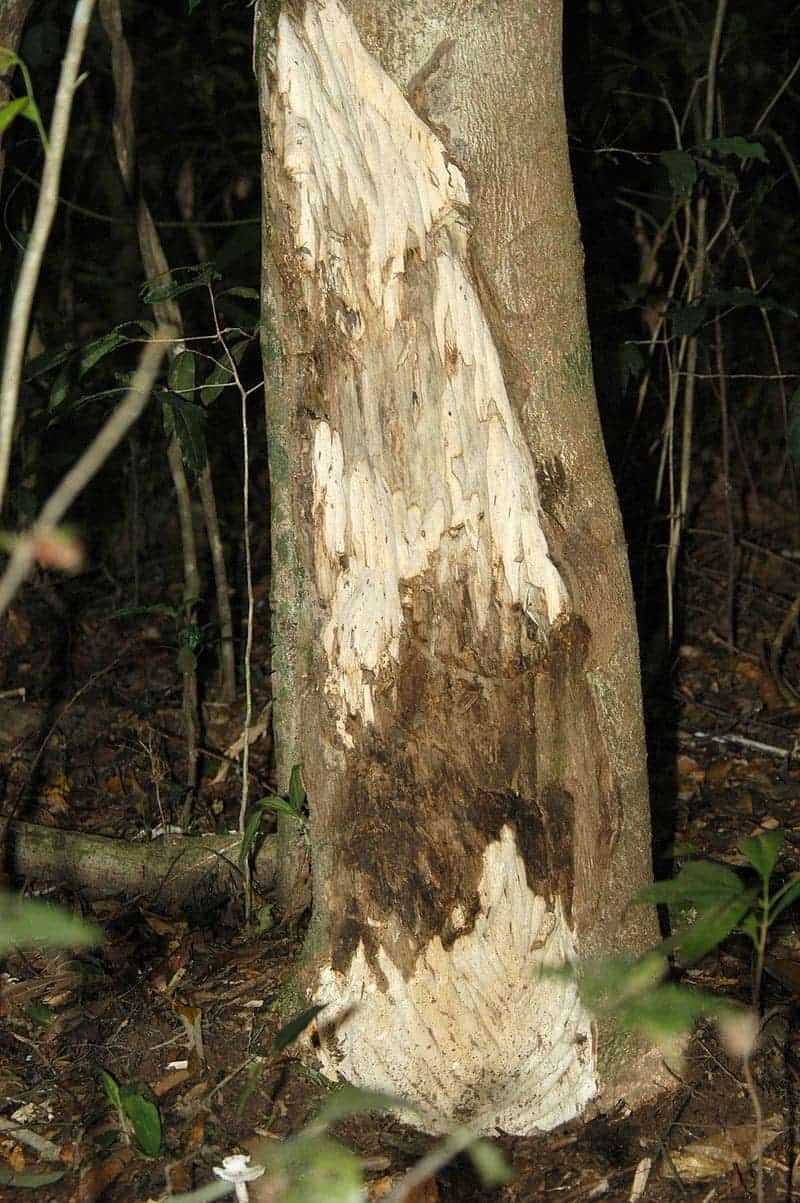 The scent of an infection: Why agarwood is the costliest wooden on the planet