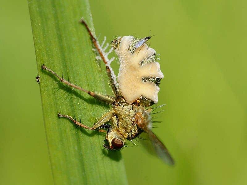 Zombie fungus attracts in flies to mate with the lifeless