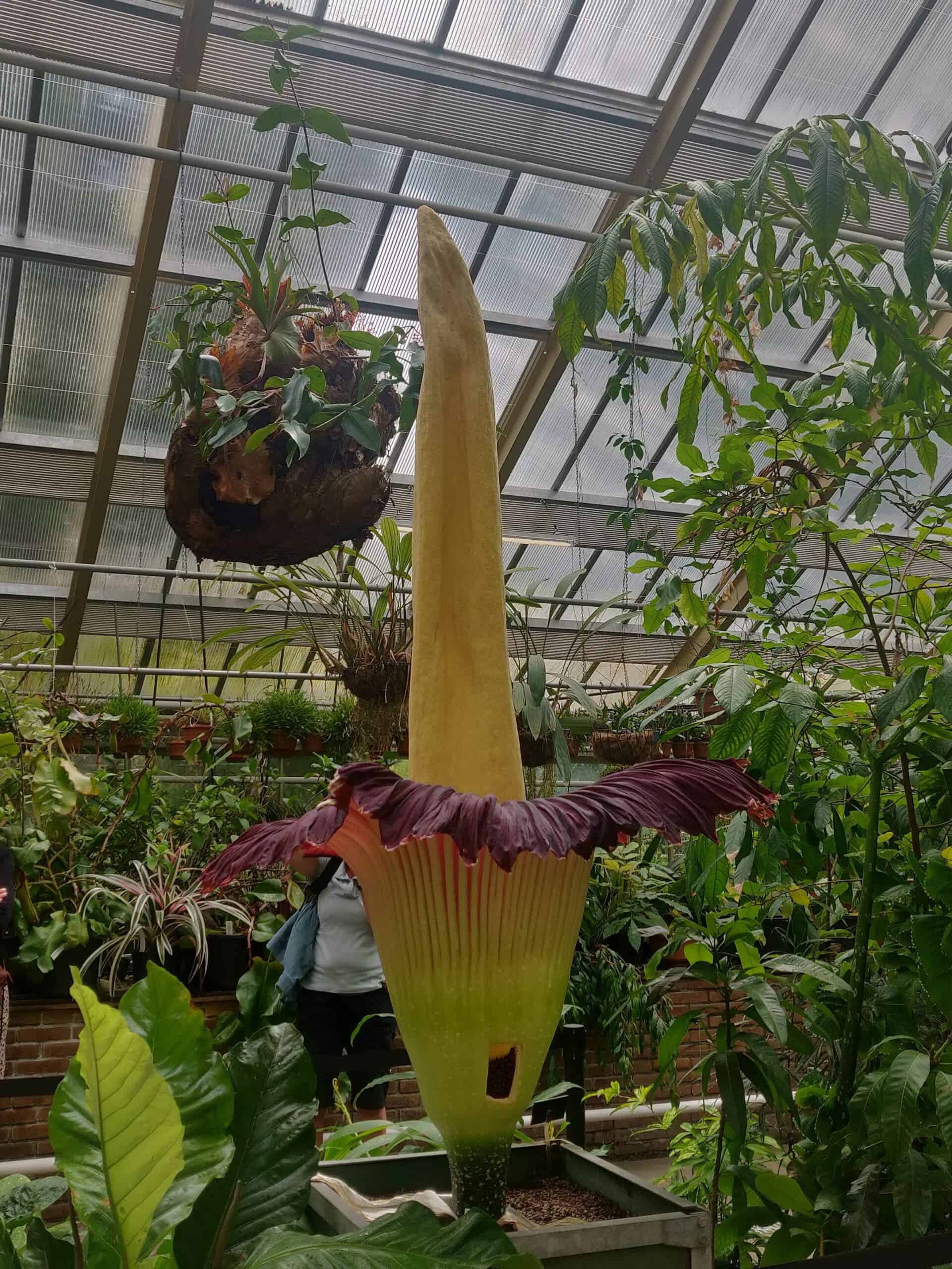 Titan penis flower blooms in one of many oldest botanical gardens on the planet