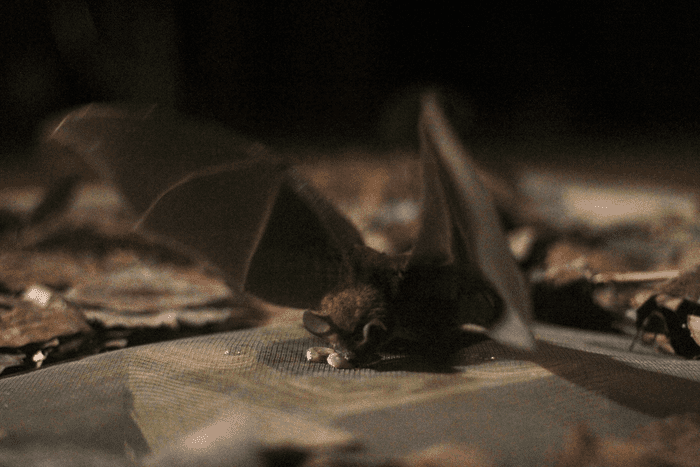 Frog-eating bats can keep in mind ringtones after years within the wild