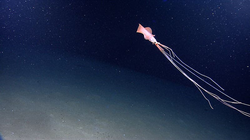 ghost squid captured by remote submersible