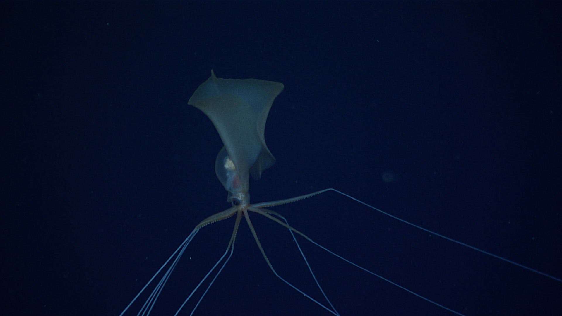 Magnapinna deep sea alien looking squid