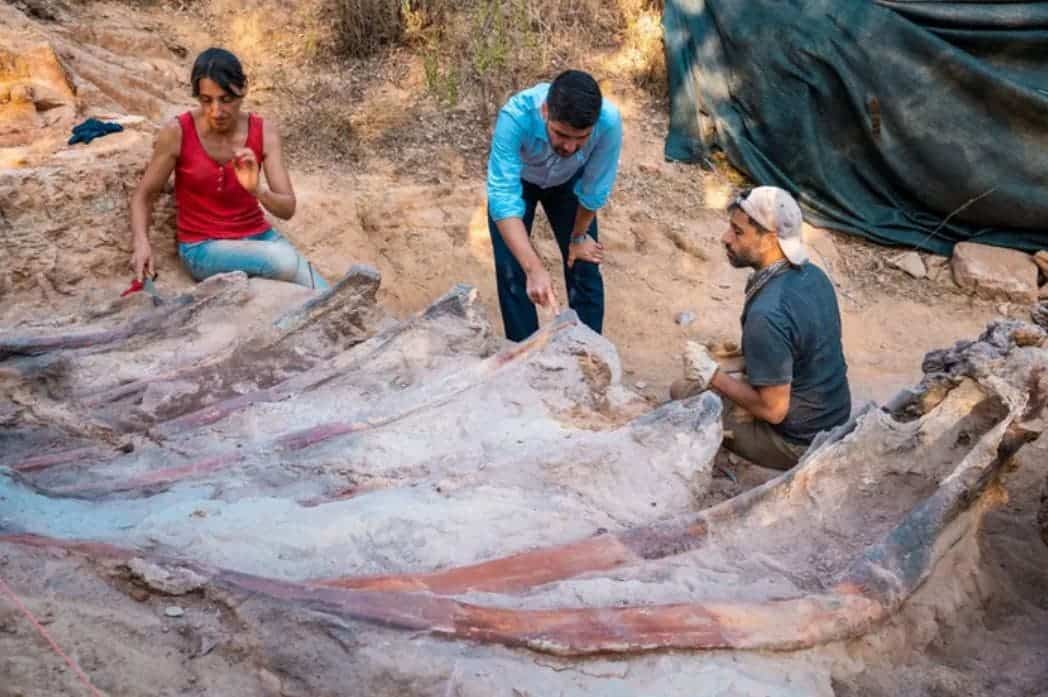 Largest dinosaur fossil in Europe found by probability by a landowner in Portugal