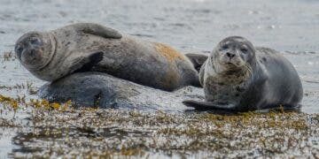 Weddell seals