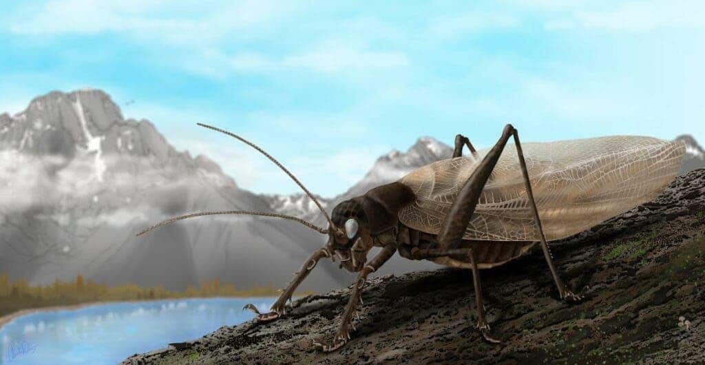 Científicos han recreado el canto de un insecto parecido a un grillo que no se había visto en 150 años