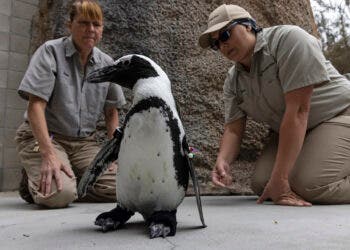 San Diego Zoo Penguin Gets Fitted with Custom Orthopedic Footwear

Specially Designed Neoprene/Rubber “Boots” Help Lucas Walk and Ease 
Symptoms of Non-curable Degenerative Foot Condition