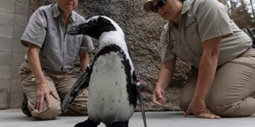 San Diego Zoo Penguin Gets Fitted with Custom Orthopedic Footwear

Specially Designed Neoprene/Rubber “Boots” Help Lucas Walk and Ease 
Symptoms of Non-curable Degenerative Foot Condition