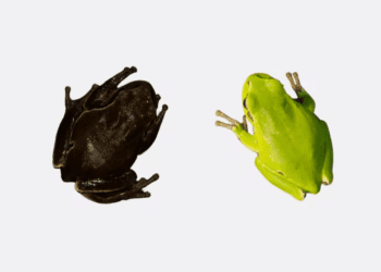 Extremes of the colour gradient of the Eastern San Antonio frog (Hyla orientalis). On the left, a specimen captured in Chernobyl inside the high contamination zone; on the right, a specimen captured outside the Exclusion Zone. Germán Orizaola/Pablo Burraco, CC BY
