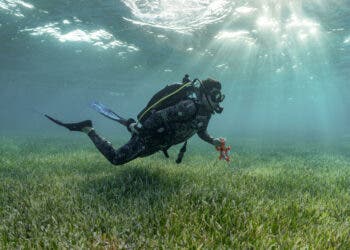 World's largest seagrass ecosystem in The Bahamas