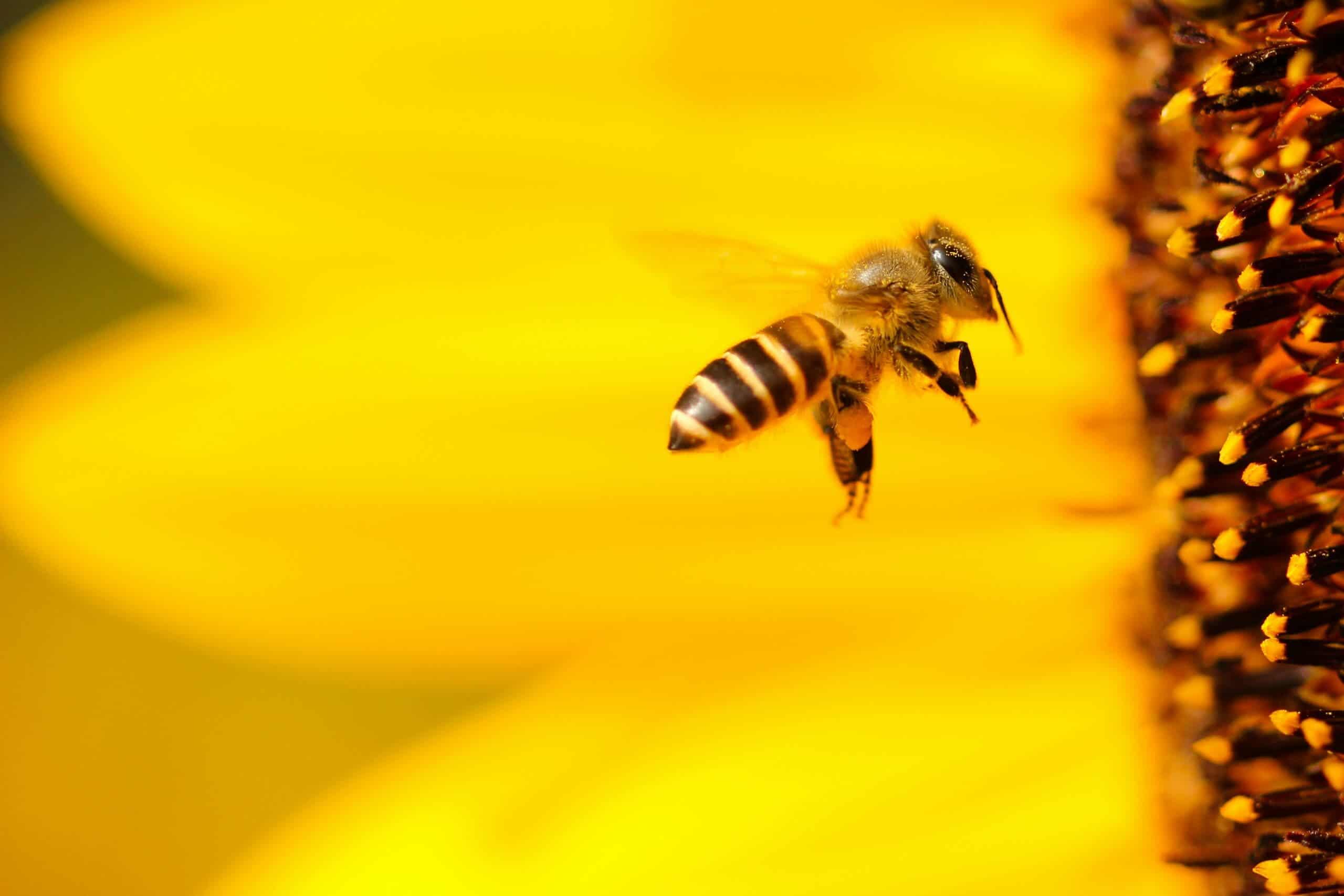 Honeybees’ lifespans are actually 50% decrease — and it isn’t clear why