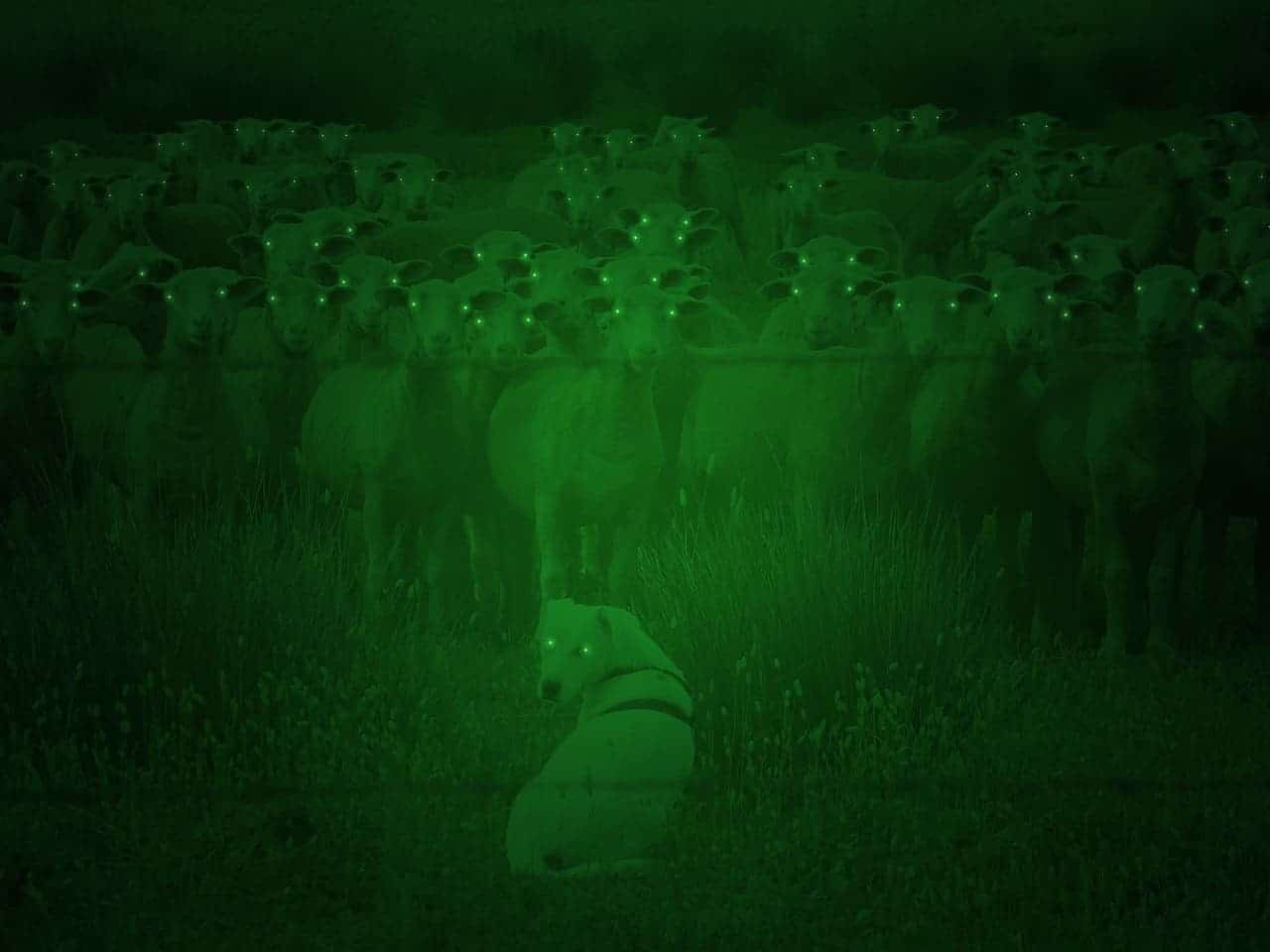 How does night vision work?