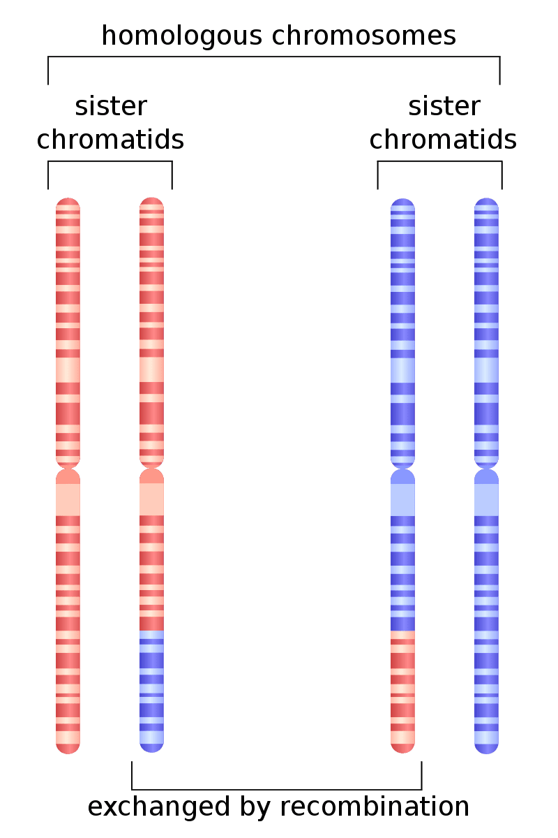 rappresentazione cromosomica