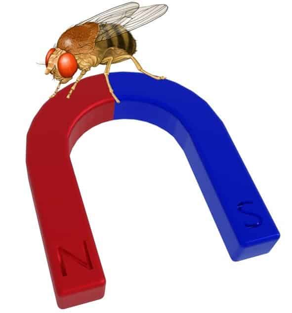 Illustration of fruit fly on top of a magnet