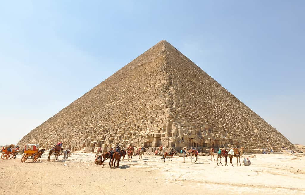 Picture of the Great Pyramid of Giza with camels. 