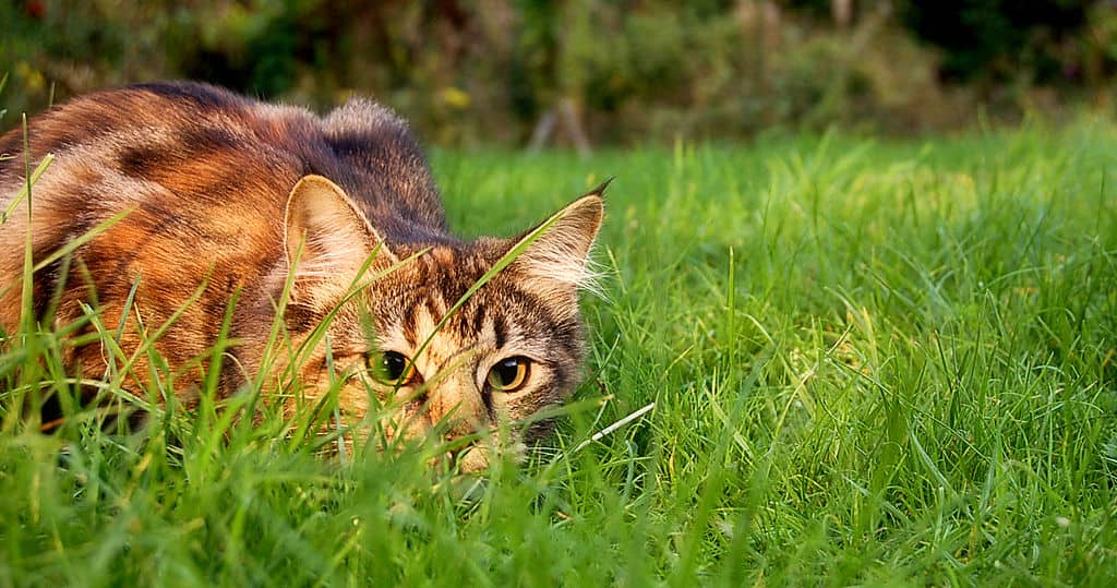 A cat is seen hunting for prey