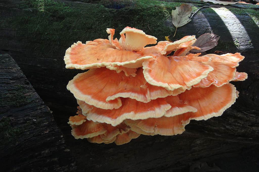 chicken of the wood