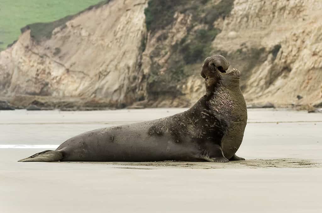 a northern elephant seal