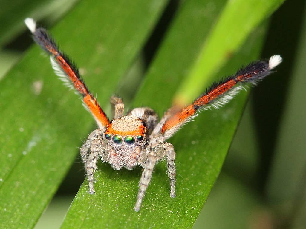 Jumping spider on a leaf performing courtship dance
