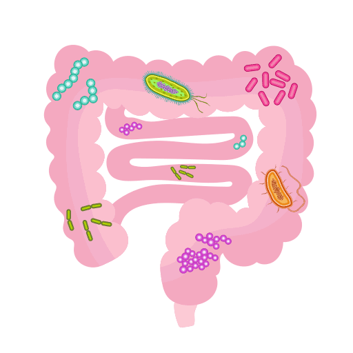 a depiction of the gut microbiome