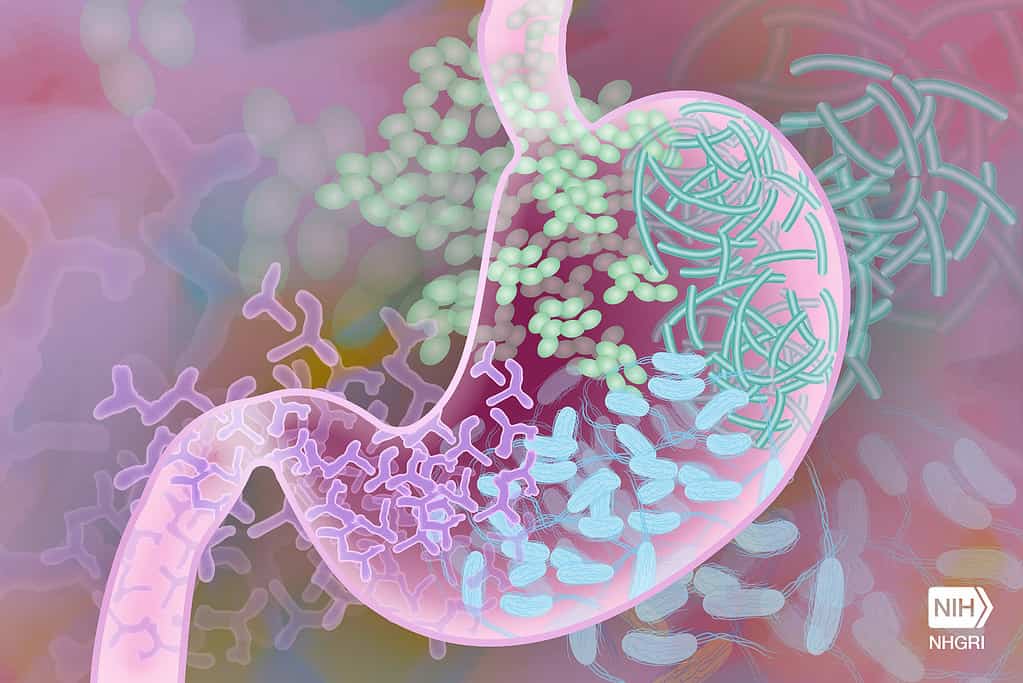 a depiction of the gut microbiome