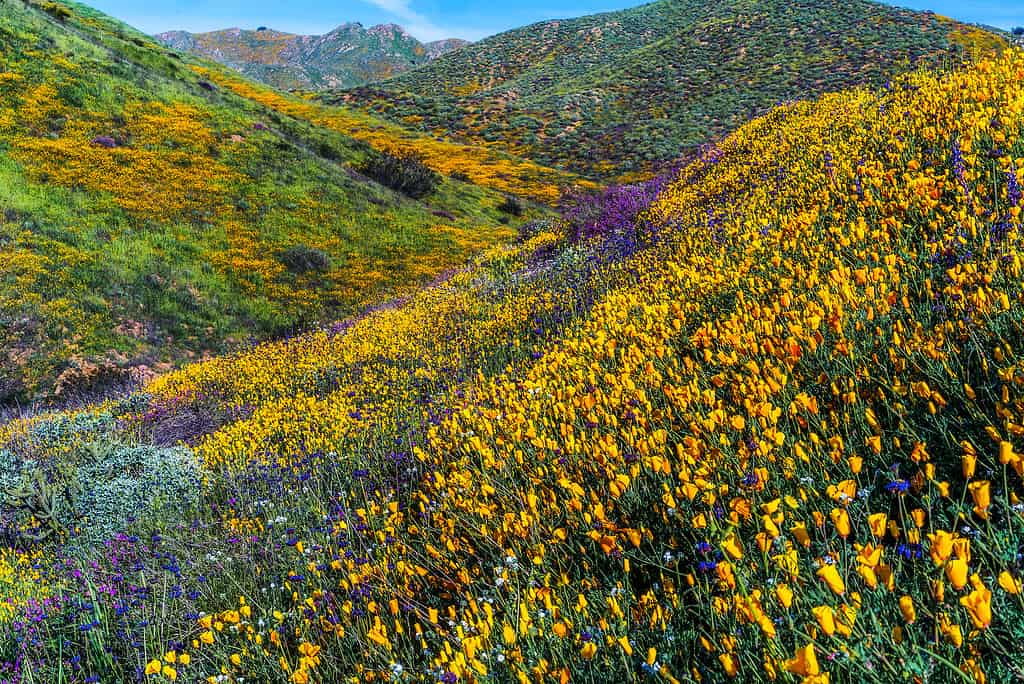 super bloom in california