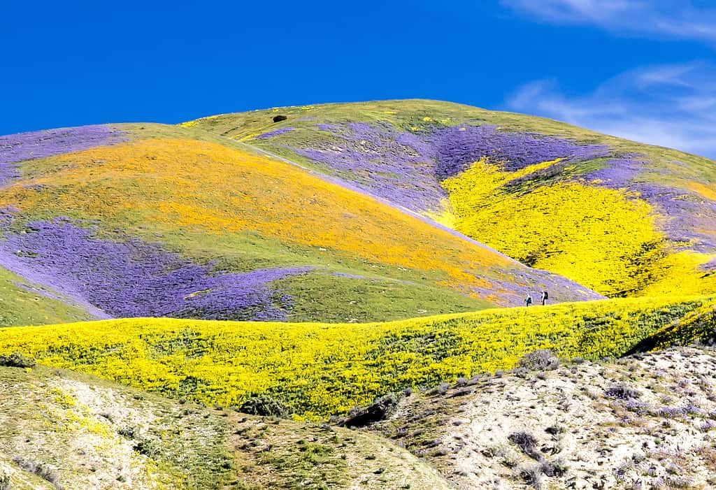 superbloom flowers in california