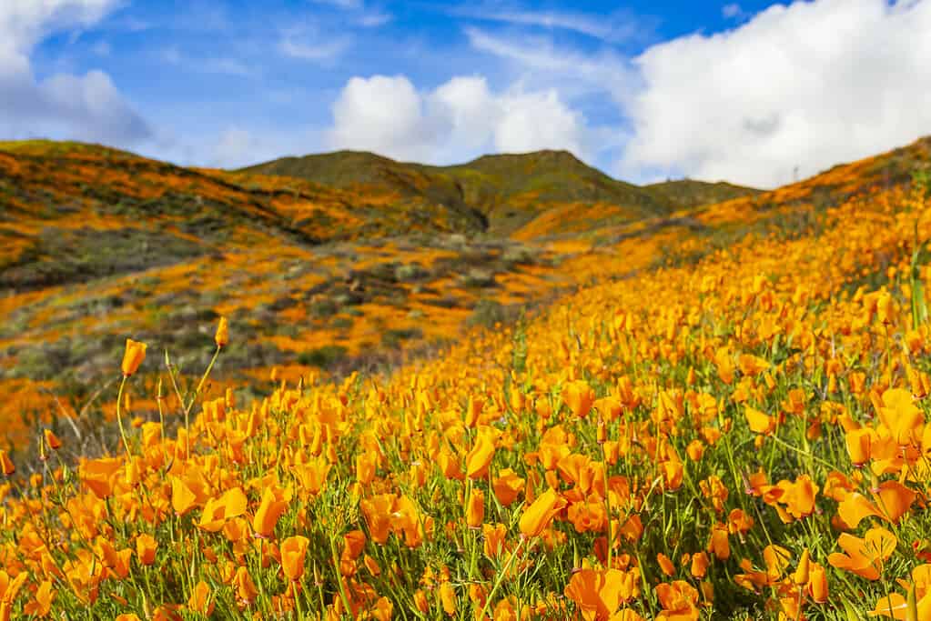 poppies in california