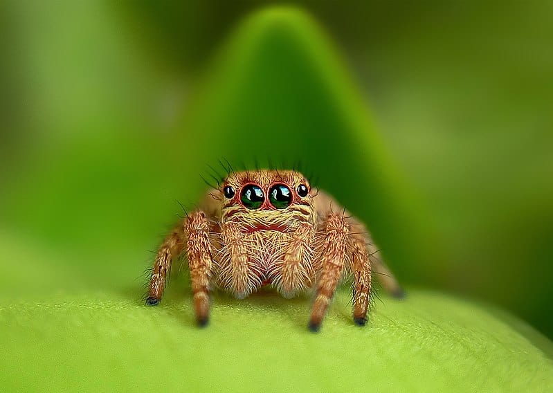 Cute lookinig jumping spider