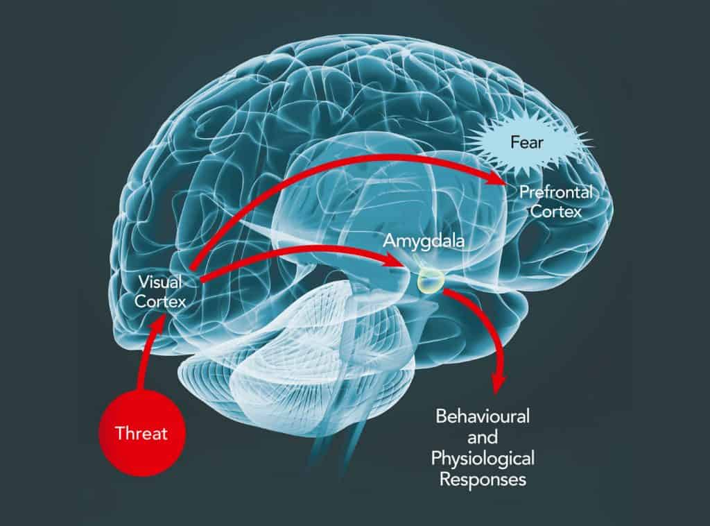 Sơ đồ cho thấy sự lo lắng xuất hiện như thế nào trong amygdala. 