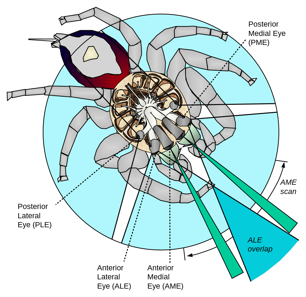 Schematic of spider vision