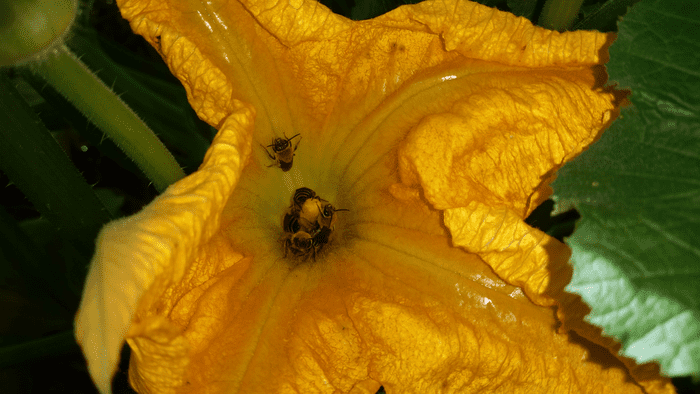 bees on a squash