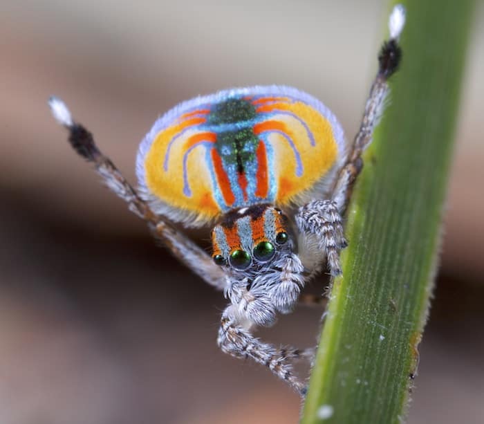 A colorful male peacock spider closeup