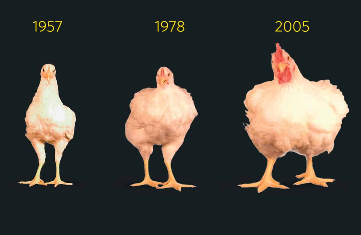 Кура рост. Рост курицы. Рост курицы в сантиметрах. Гормон роста для кур. Курица с ростом человека.