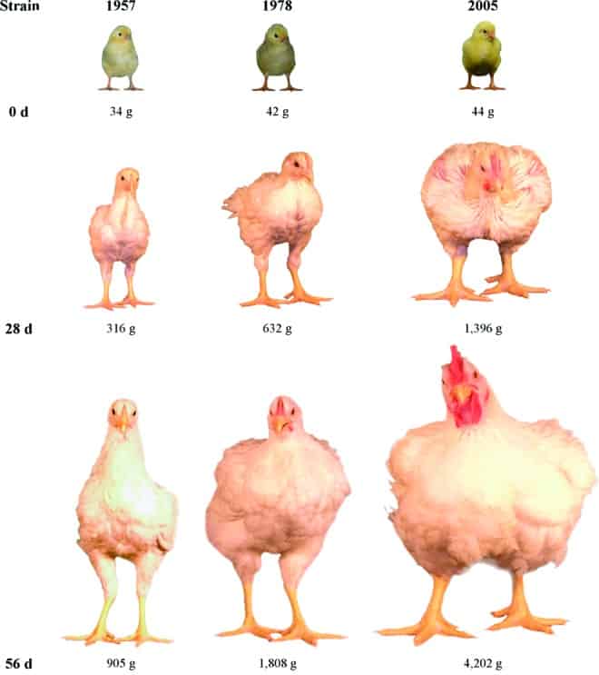 Timeline of the growth of three different chicken broilers, highlighting the huge different in chicken size growth.
