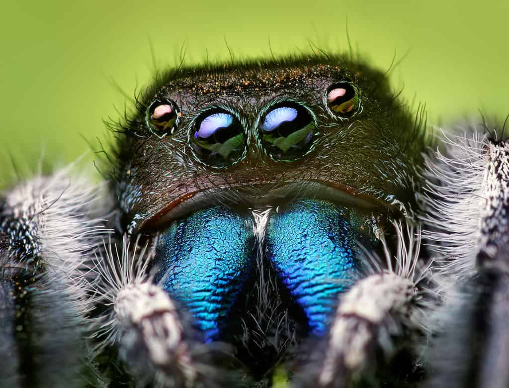 A jumping spider closeup