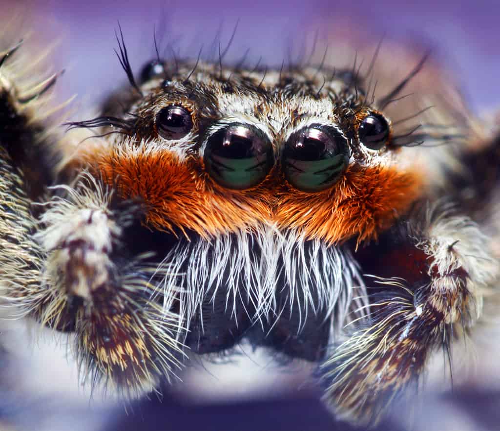 Jumpiung spider with hair on body