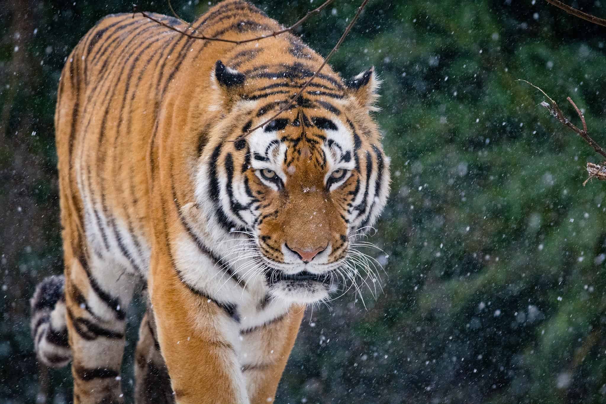 What form of tiger are you? Study reveals tigers have two persona sorts