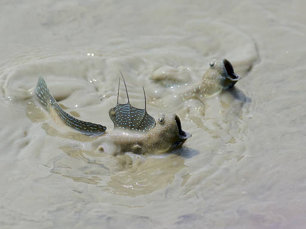 Two mudskippers in africa