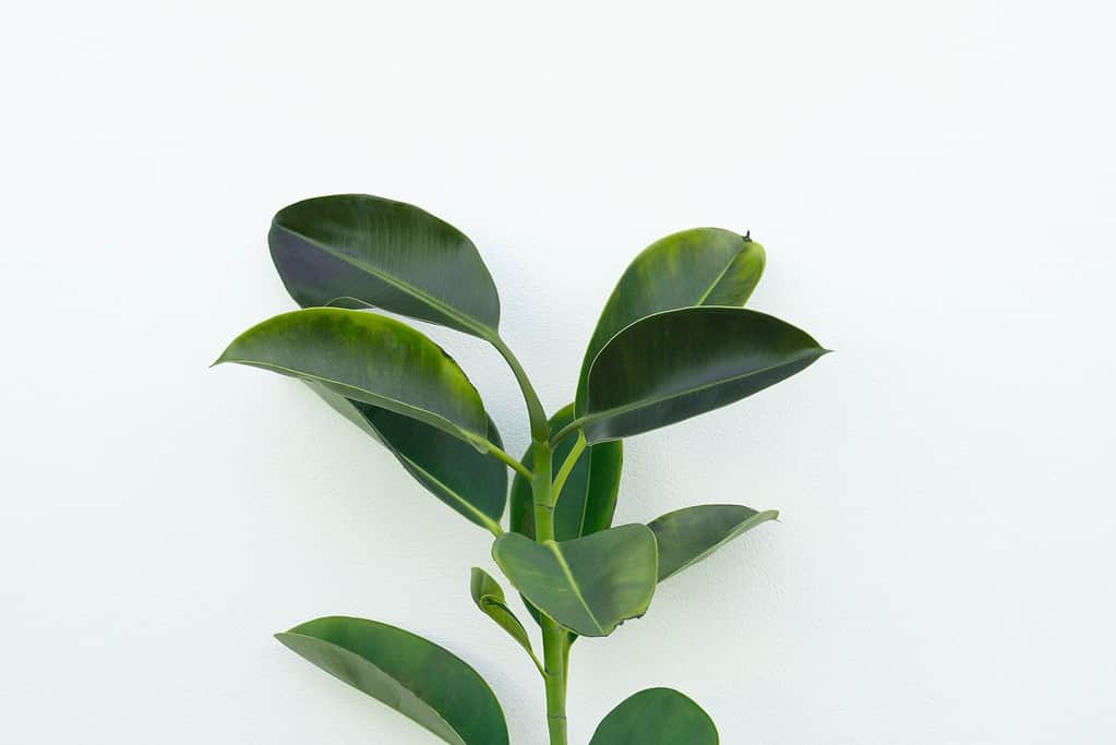 a ficus plant probably