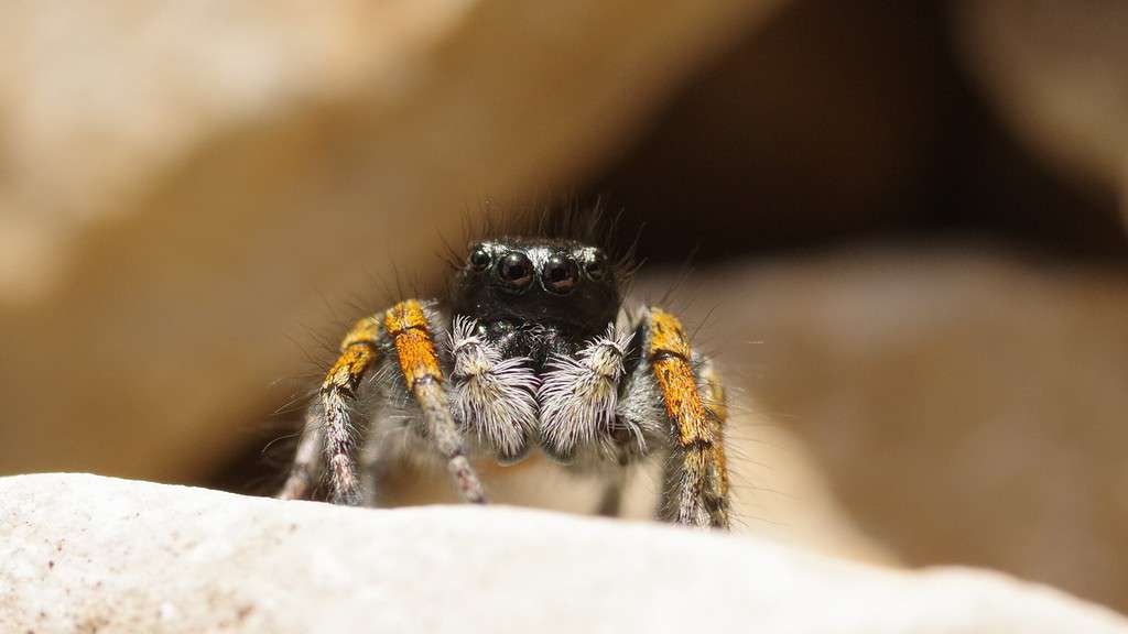 a spider with four visible eyes