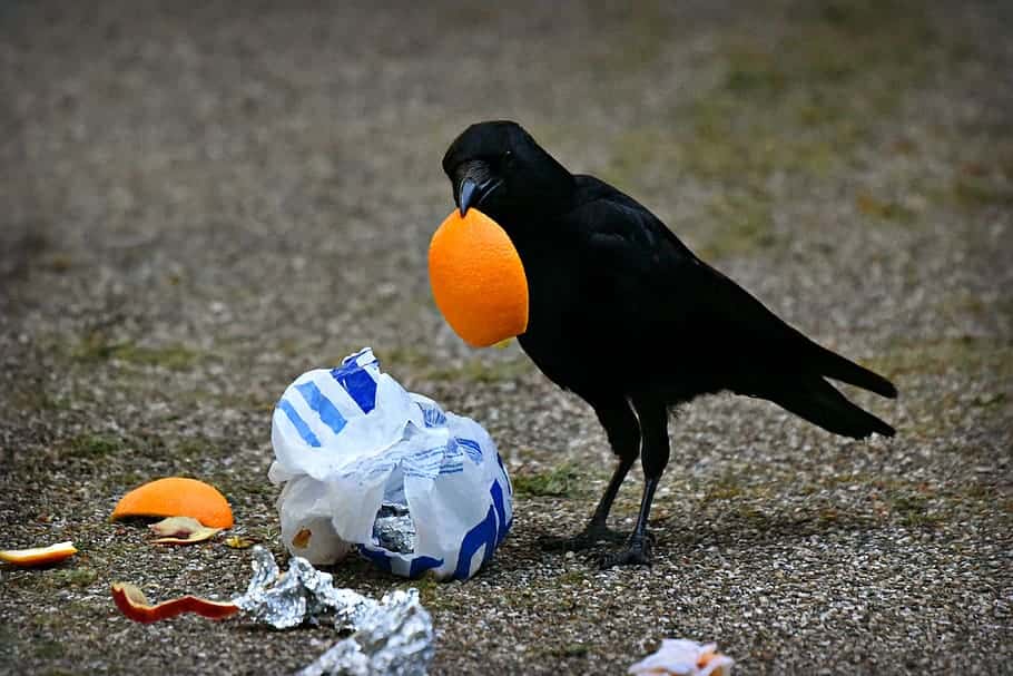a crow or raven eating man-made food in an urban environment