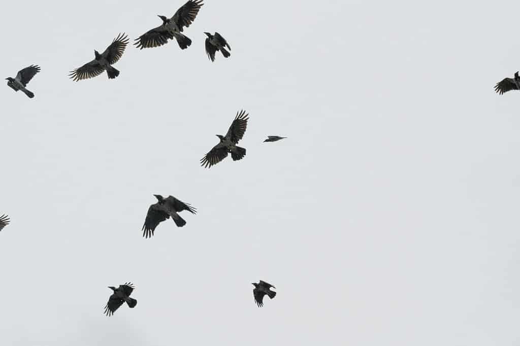 a flock of crows flying on the sky