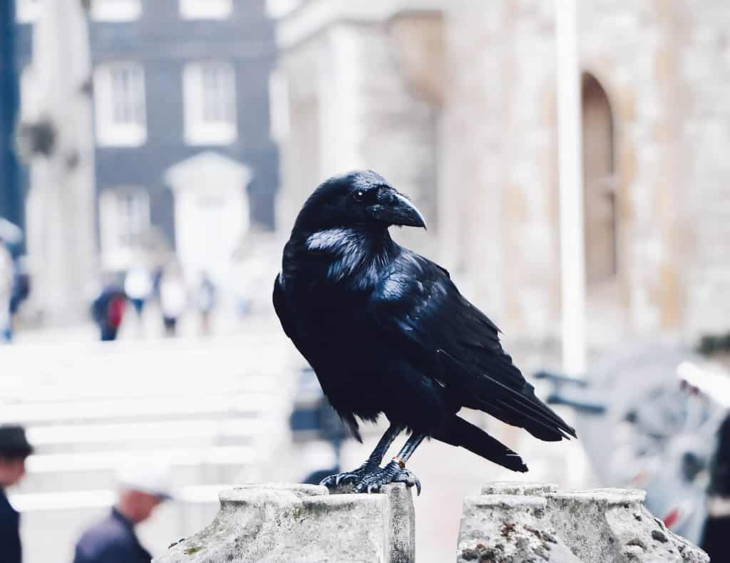 a crow in a city