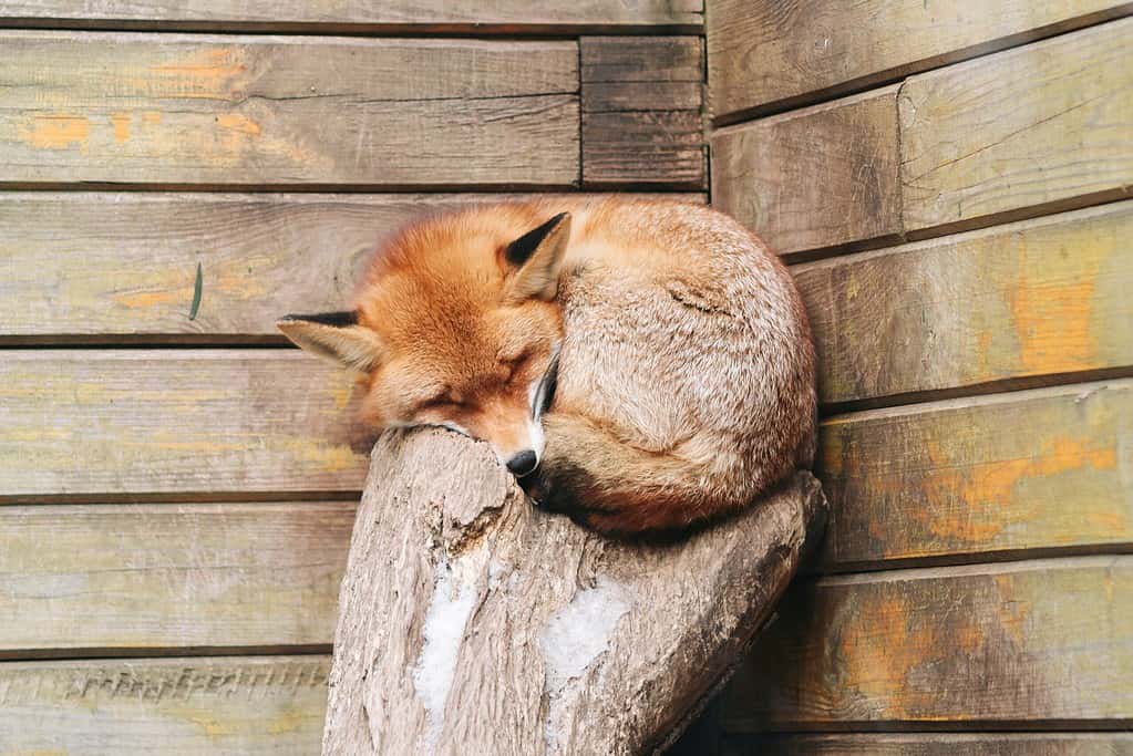 a fox sleeping in a garden