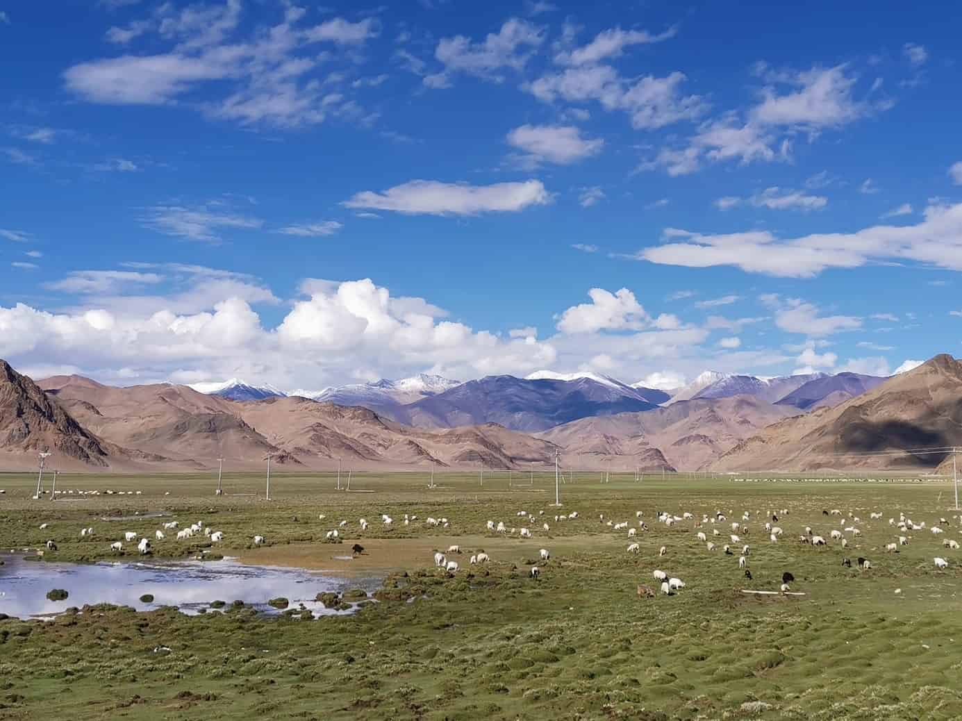 Dairy meals helped historical Tibetans thrive in considered one of Earth’s most inhospitable environments