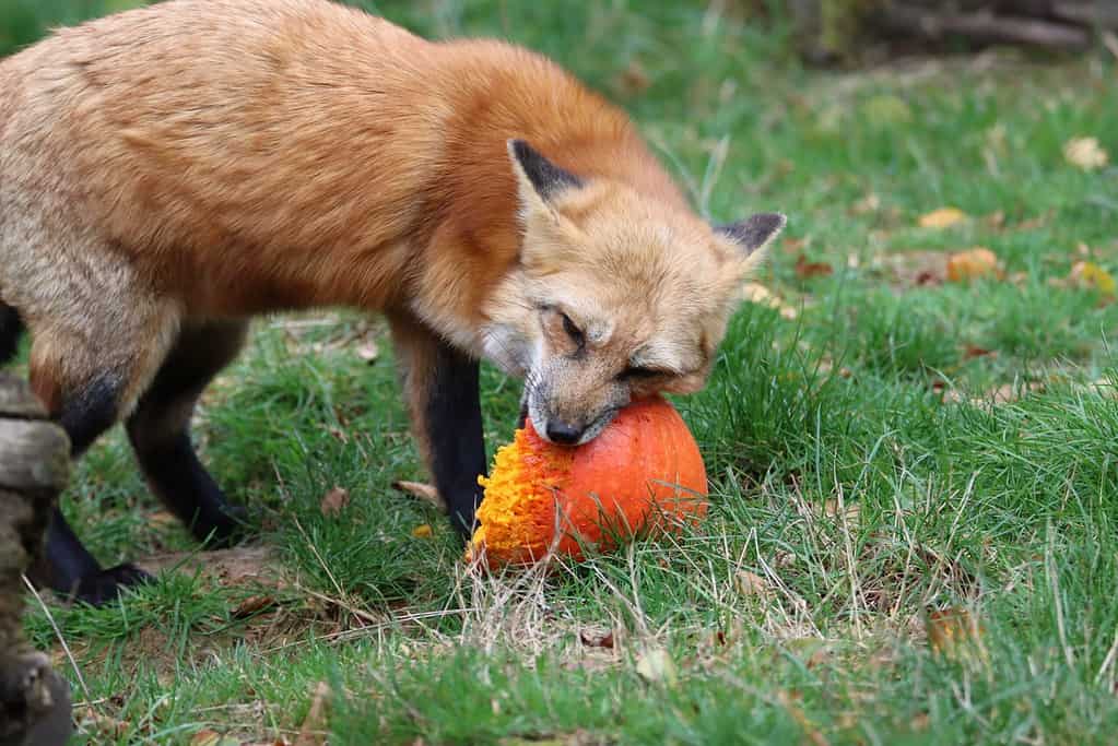 a fox eating a pumpkin