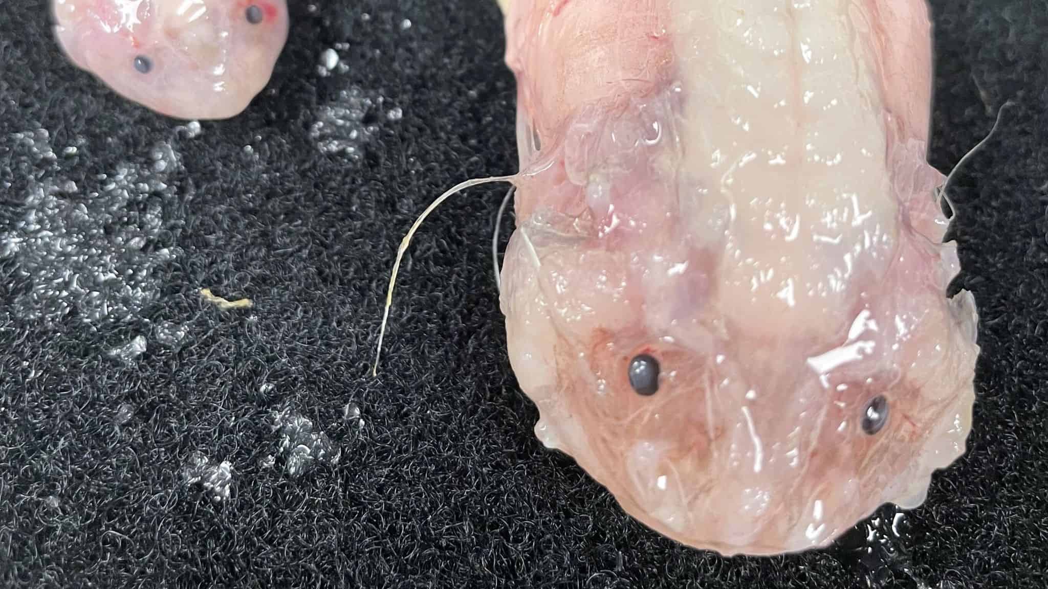 Deep dive discovery: researchers working in Japan’s waters discover the deepest fish ever recorded